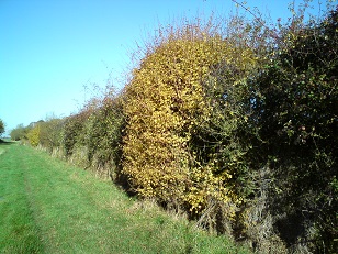 Queen Mary's Lane