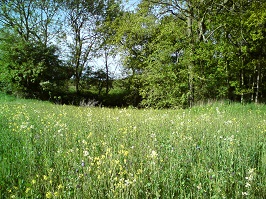 Mayweed pond: Before