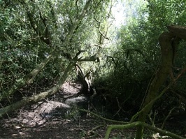 Big Brittles pond: Before