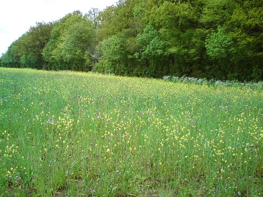 Wild flowers sown behind Queen Mary's Plantation