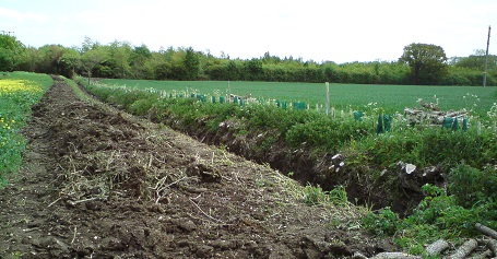 New hedge alongside coppiced elm hedge along the bottom of Mayweed Field