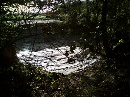 Mayweed pond: Dredged