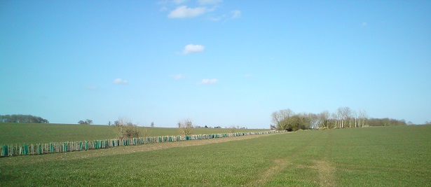 New hedge, Big Brittles