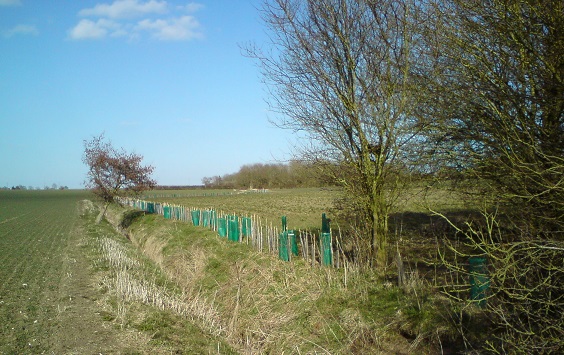 New hedge, Big Brittles