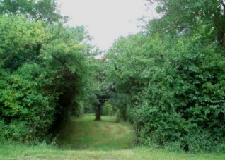 Queen Mary's Lane through Queen Mary's Wood