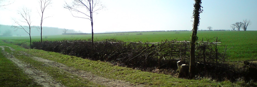 Hedge Laying along Wabbs Lane