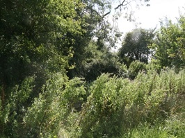 Little Meadow pond: Before